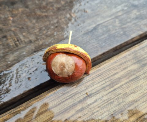 Hallo thumbnail Herbst-Spielplatztreff auf dem Wasserspielplatz